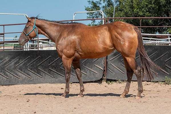 barrel-breeding-filly