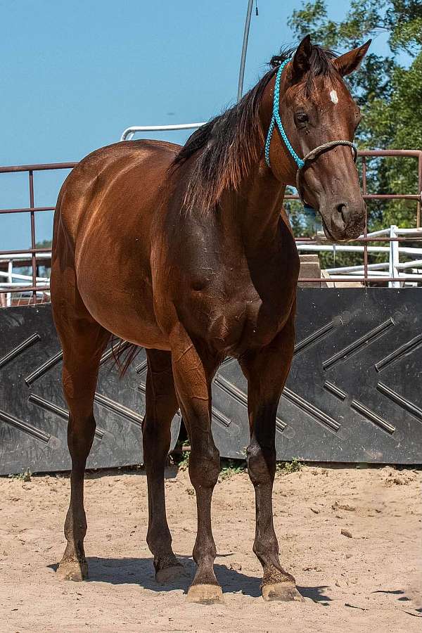 bay-quarter-horse-mare