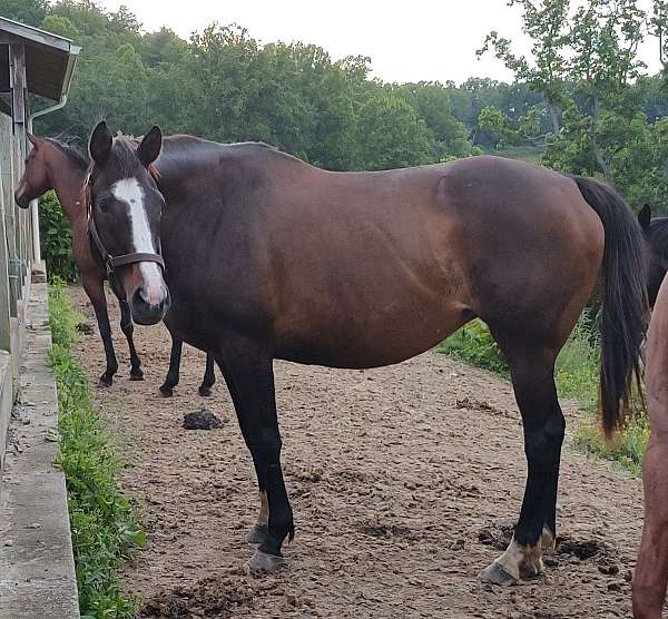 thoroughbred-mare