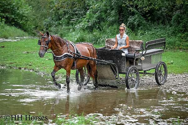 all-around-morgan-horse