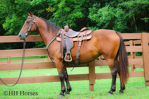 athletic-morgan-horse
