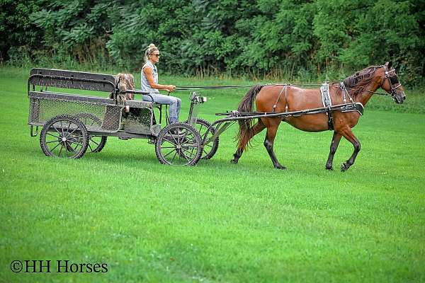 beginner-morgan-horse