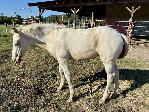 champagne-nasdha-filly
