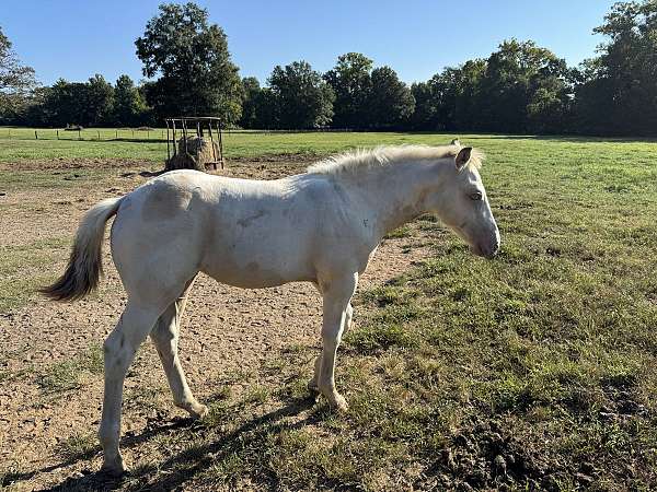 nasdha-draft-filly