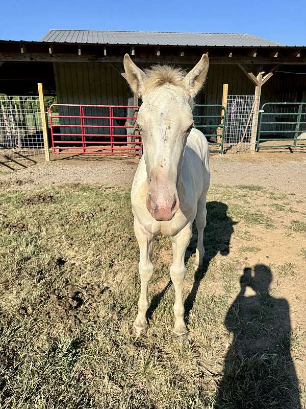 amber-draft-horse