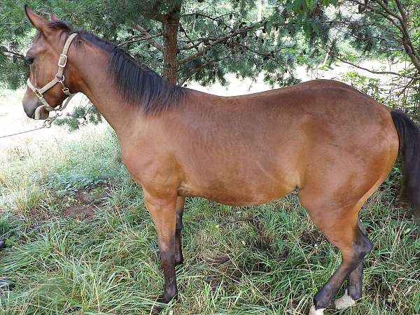 colt-horse-paint-yearling