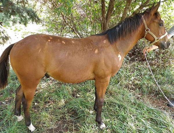 money-winner-yearling