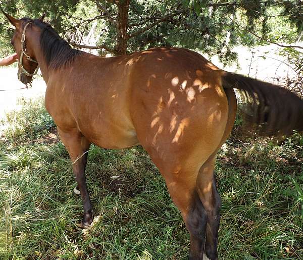 12-hand-paint-yearling