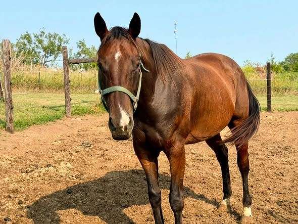 embryo-transfer-thoroughbred-horse