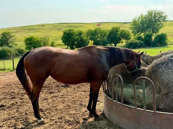 foundered-thoroughbred-horse