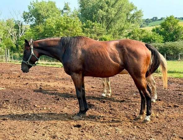 embryo-horse