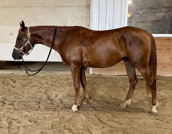 babson-half-arabian-horse