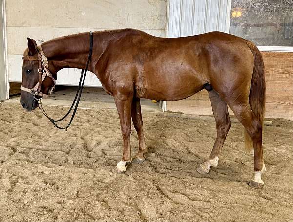 blanket-half-arabian-horse
