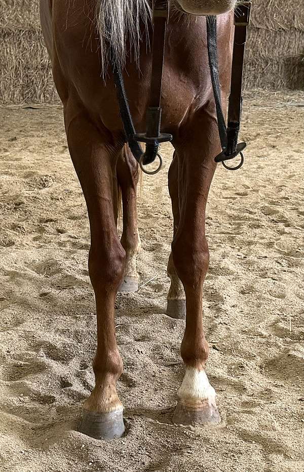 chestnut-gelding-half-arabian-horse