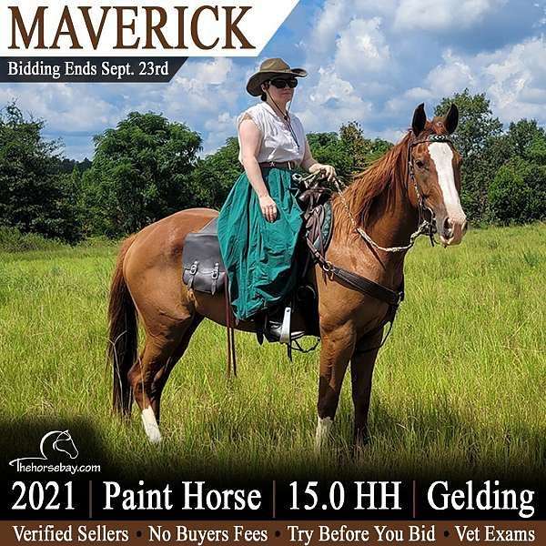 paint-with-white-stockings-horse