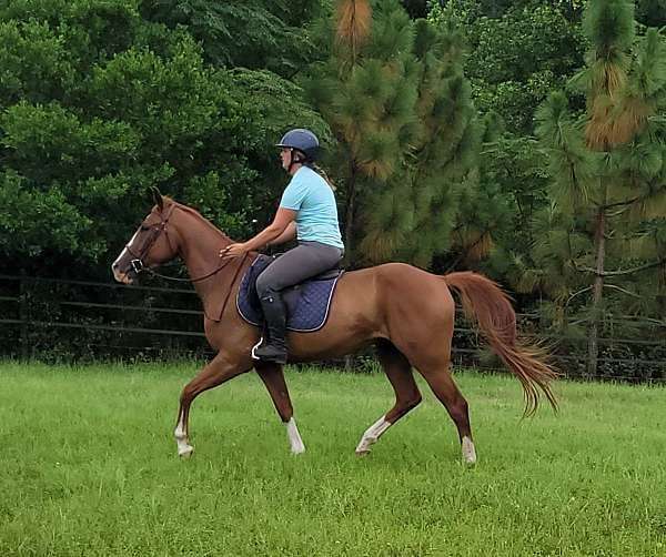 all-around-missouri-fox-trotter-horse