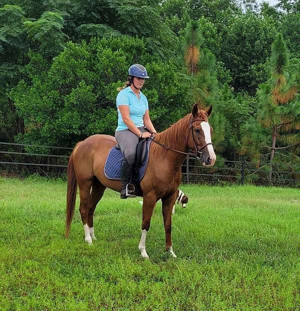 athletic-missouri-fox-trotter-horse