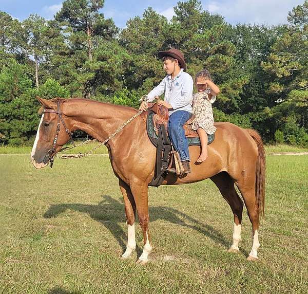 breeding-missouri-fox-trotter-horse