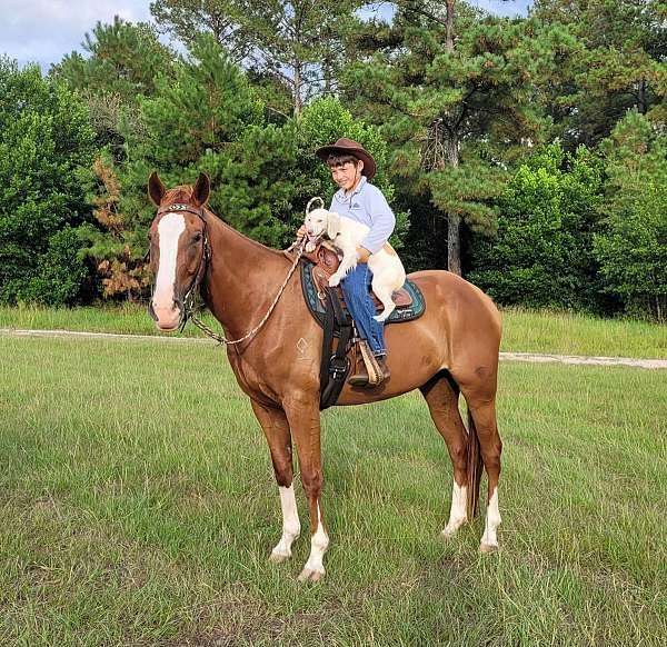 endurance-missouri-fox-trotter-horse