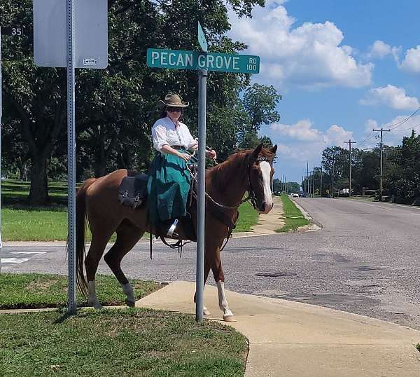 experienced-missouri-fox-trotter-horse