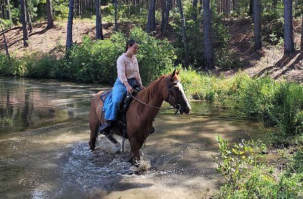 gaited-missouri-fox-trotter-horse