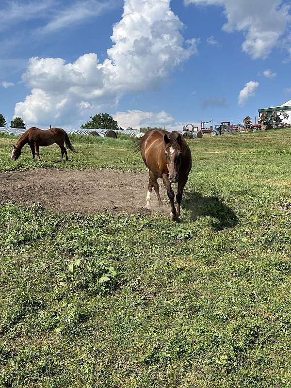 quarter-horse-gelding