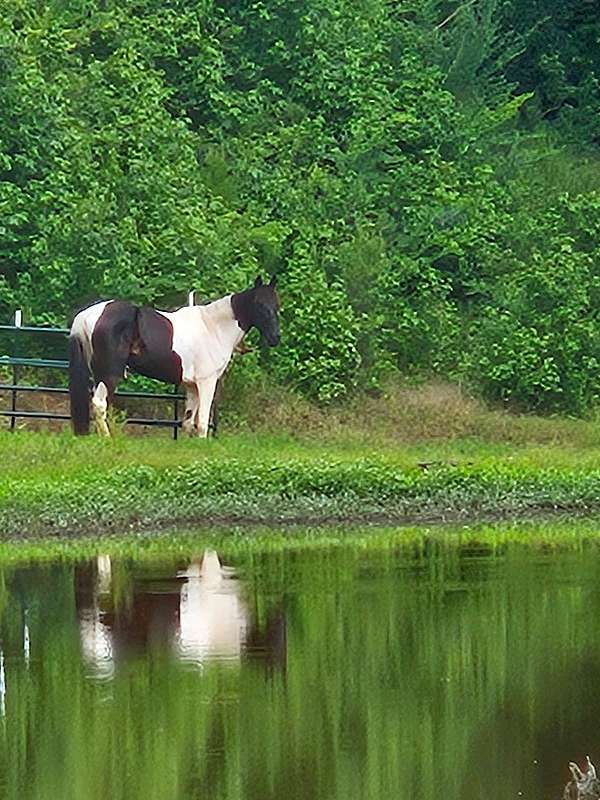 piebald-tennessee-walking-horse-for-sale