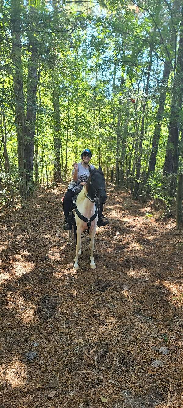 piebald-tennessee-walking-horse