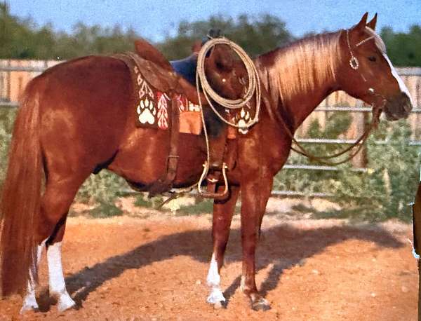 sorrel-blaze-face-3-white-stockings-horse