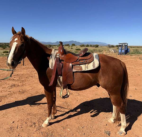 sorrel-quarter-horse-gelding