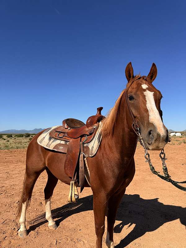sorrel-aqha-gelding