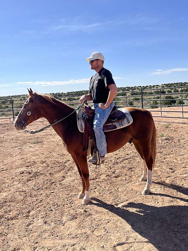 sorrel-aqha-horse