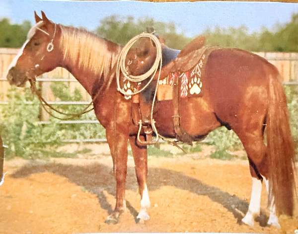 around-quarter-horse