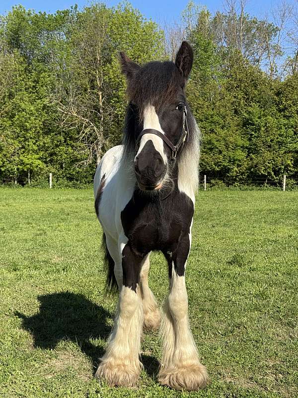 badger-nose-horse