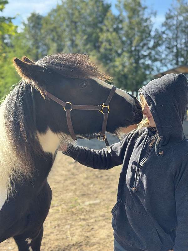 tobiano-badger-nose-horse