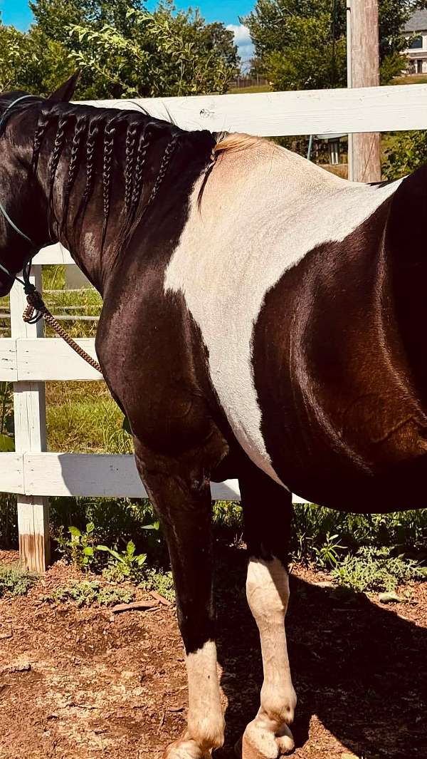 all-around-paint-horse