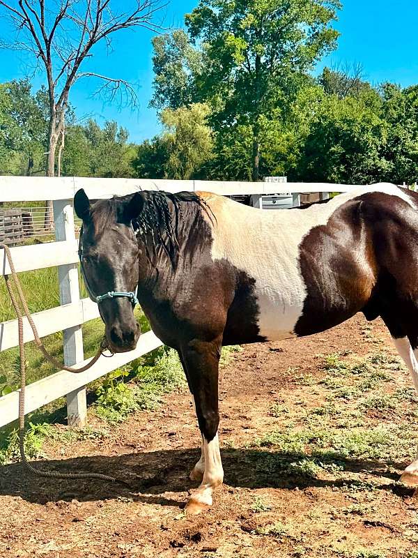 athletic-paint-horse