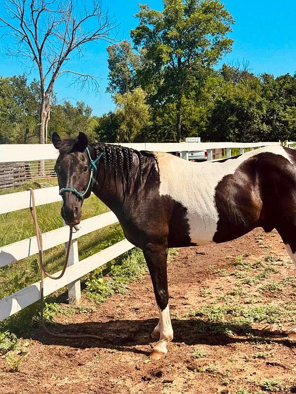 barrel-racing-paint-horse