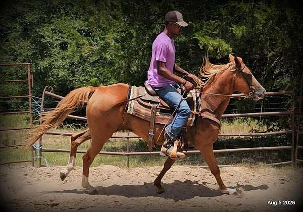 easy-riding-horse-quarter