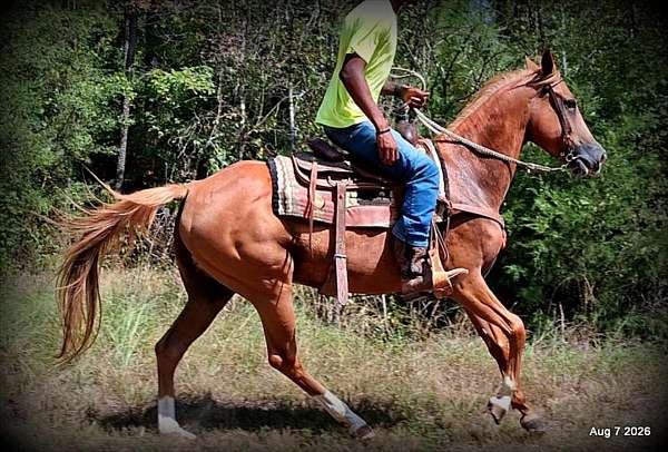 sorrel-mare-quarter-horse