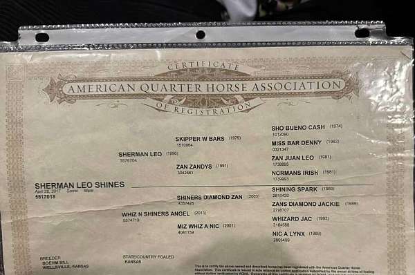 all-around-quarter-horse