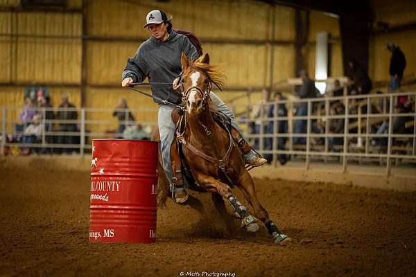 athletic-quarter-horse