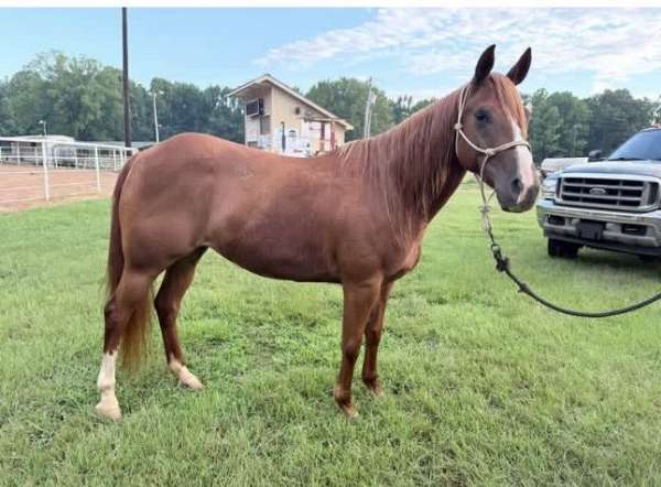barrel-quarter-horse