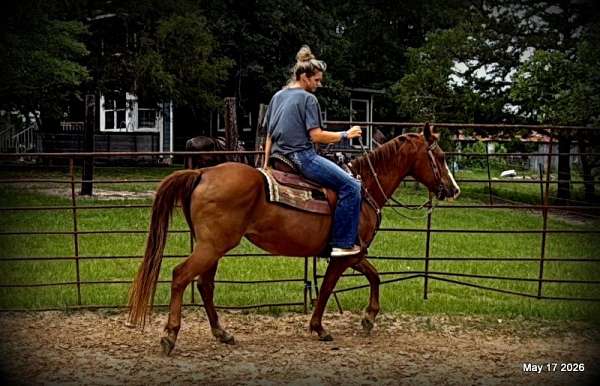 easy-catch-horse