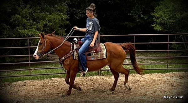 quarter-horse-mare