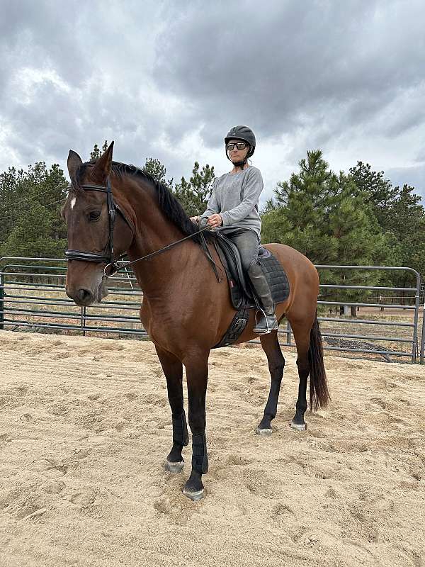 denver-andalusian-horse