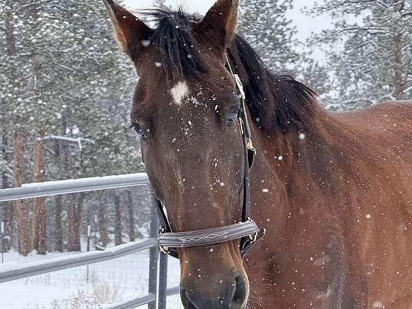 all-andalusian-horse