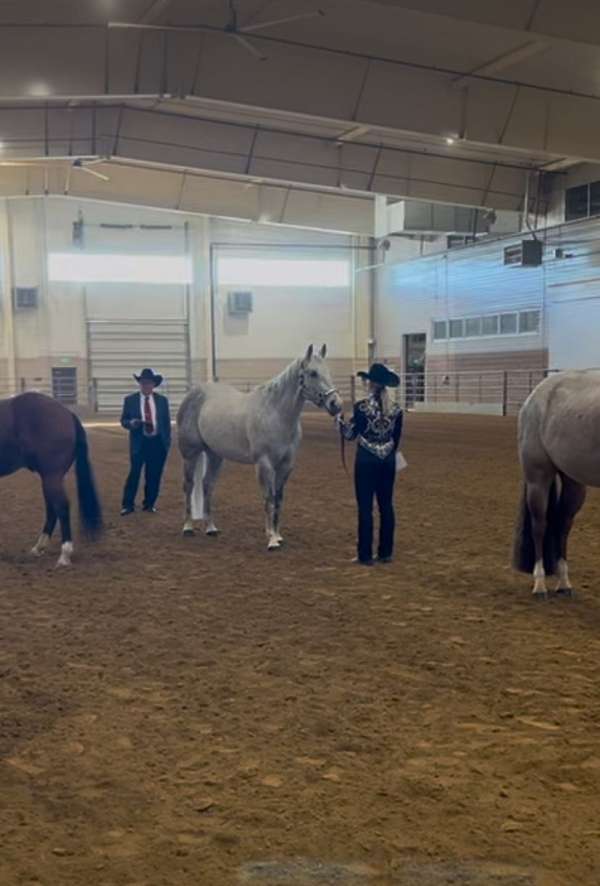 likes-jumping-quarter-horse