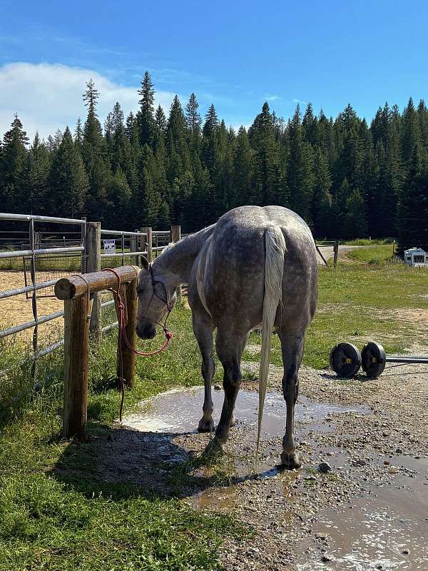 cowboys-gelding