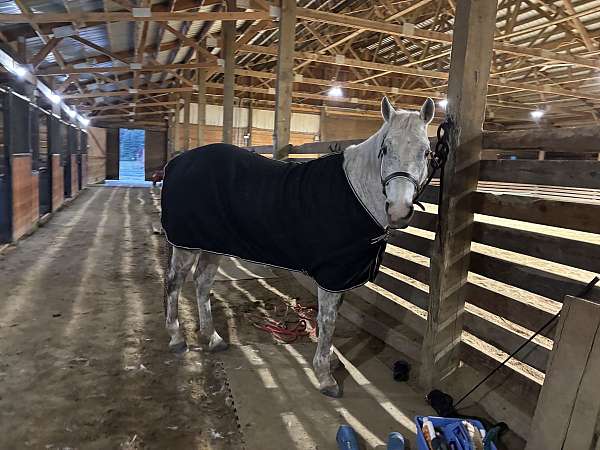 likes-jumping-gelding